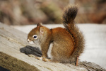 Click to enlarge Red Squirrel
