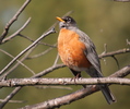 Click to enlarge American Robin
