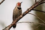 Click to enlarge Northern Flicker