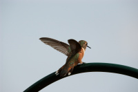Rufus Hummingbird
