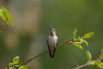 Click to enlarge Rufus Hummingbird
