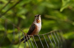 Click to enlarge Rufus Hummingbird
