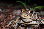 Click to enlarge Western Toad