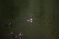Redhead Duck
