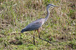 Click to enlarge Great Blue Heron