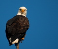 Click to enlarge Bald Eagle