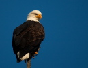 Click to enlarge Bald Eagle
