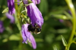 Click to enlarge Bumble Bee