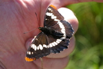 Click to enlarge Lorquin's Admiral Butterfly