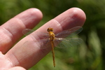 Click to enlarge Dragon Fly