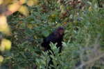 Click to enlarge Black Bear