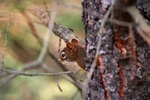 Click to enlarge Squirrel