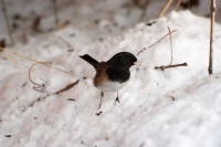 Dark Eyed Junco