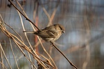 Click to enlarge Female House Finch