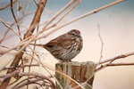 Click to enlarge Female House Finch