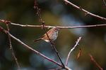 Click to enlarge Female House Finch
