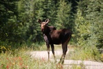Click to enlarge Bull Moose